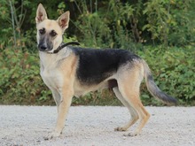 CALLIDORA, Hund, Mischlingshund in Slowakische Republik - Bild 2