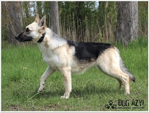 CALLIDORA, Hund, Mischlingshund in Slowakische Republik - Bild 21