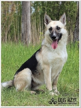 CALLIDORA, Hund, Mischlingshund in Slowakische Republik - Bild 22