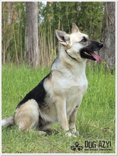 CALLIDORA, Hund, Mischlingshund in Slowakische Republik - Bild 23
