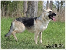 CALLIDORA, Hund, Mischlingshund in Slowakische Republik - Bild 24