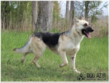 CALLIDORA, Hund, Mischlingshund in Slowakische Republik - Bild 25