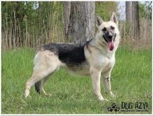 CALLIDORA, Hund, Mischlingshund in Slowakische Republik - Bild 26