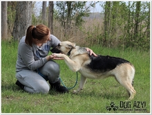 CALLIDORA, Hund, Mischlingshund in Slowakische Republik - Bild 28