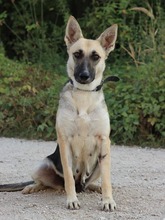 CALLIDORA, Hund, Mischlingshund in Slowakische Republik - Bild 3