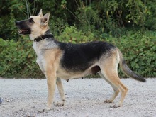 CALLIDORA, Hund, Mischlingshund in Slowakische Republik - Bild 5