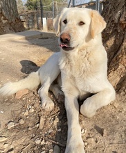 CARISMO, Hund, Mischlingshund in Griechenland - Bild 10