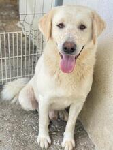 CARISMO, Hund, Mischlingshund in Griechenland - Bild 12
