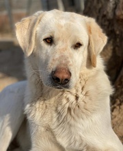 CARISMO, Hund, Mischlingshund in Griechenland - Bild 5
