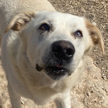 KELO, Hund, Mischlingshund in Griechenland - Bild 1