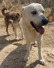 KELO, Hund, Mischlingshund in Griechenland - Bild 2