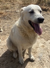 KELO, Hund, Mischlingshund in Griechenland - Bild 3