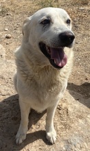 KELO, Hund, Mischlingshund in Griechenland - Bild 4