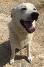 KELO, Hund, Mischlingshund in Griechenland - Bild 5