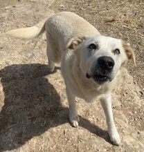 KELO, Hund, Mischlingshund in Griechenland - Bild 6