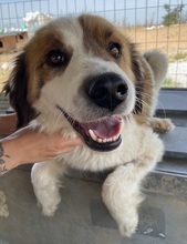 MICK, Hund, Mischlingshund in Griechenland - Bild 7