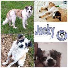 JACKY, Hund, Mischlingshund in Manching