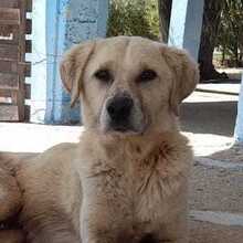SPIKE, Hund, Mischlingshund in Griechenland - Bild 1