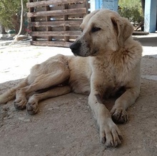 SPIKE, Hund, Mischlingshund in Griechenland - Bild 2