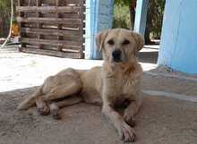 SPIKE, Hund, Mischlingshund in Griechenland - Bild 3