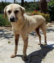 SPIKE, Hund, Mischlingshund in Griechenland - Bild 4