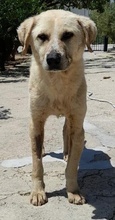 SPIKE, Hund, Mischlingshund in Griechenland - Bild 5