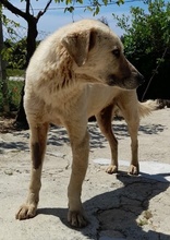 SPIKE, Hund, Mischlingshund in Griechenland - Bild 8