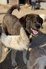 WANDO, Hund, Mischlingshund in Griechenland - Bild 11