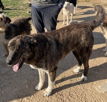 WANDO, Hund, Mischlingshund in Griechenland - Bild 2