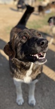 WANDO, Hund, Mischlingshund in Griechenland - Bild 6