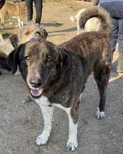 WANDO, Hund, Mischlingshund in Griechenland - Bild 9