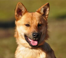 GOOFY, Hund, Mischlingshund in Slowakische Republik - Bild 1