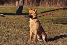 GOOFY, Hund, Mischlingshund in Slowakische Republik - Bild 10