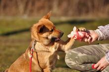 GOOFY, Hund, Mischlingshund in Slowakische Republik - Bild 12