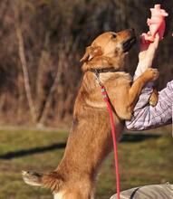 GOOFY, Hund, Mischlingshund in Slowakische Republik - Bild 13