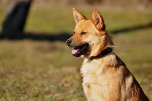 GOOFY, Hund, Mischlingshund in Slowakische Republik - Bild 2