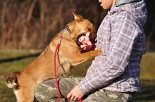GOOFY, Hund, Mischlingshund in Slowakische Republik - Bild 3