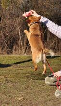 GOOFY, Hund, Mischlingshund in Slowakische Republik - Bild 4