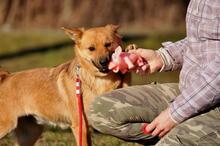 GOOFY, Hund, Mischlingshund in Slowakische Republik - Bild 6