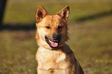 GOOFY, Hund, Mischlingshund in Slowakische Republik - Bild 7