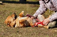 GOOFY, Hund, Mischlingshund in Slowakische Republik - Bild 8