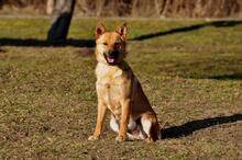 GOOFY, Hund, Mischlingshund in Slowakische Republik - Bild 9