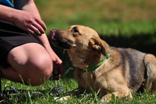ALVINS122, Hund, Mischlingshund in Slowakische Republik