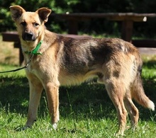 ALVINS122, Hund, Mischlingshund in Slowakische Republik - Bild 3