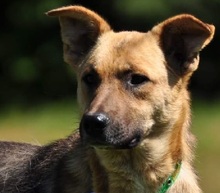 ALVINS122, Hund, Mischlingshund in Slowakische Republik - Bild 9