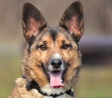 BON, Hund, Mischlingshund in Slowakische Republik - Bild 1