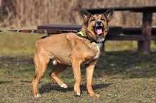 BON, Hund, Mischlingshund in Slowakische Republik - Bild 10