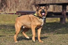 BON, Hund, Mischlingshund in Slowakische Republik - Bild 2