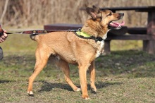 BON, Hund, Mischlingshund in Slowakische Republik - Bild 3
