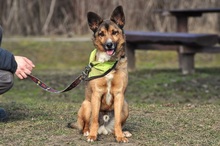 BON, Hund, Mischlingshund in Slowakische Republik - Bild 4